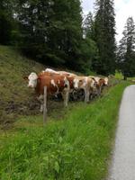 Reise ins Brixental/Tirol - Kelchsau mit Almkäserei Niederkaser