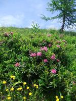 Wir erfreuen uns an den bunten Bergwiesen