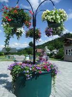 Toller Blumenschmuck in Haus