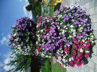 Toller Blumenschmuck in Haus