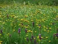 Sommerwiese auf der Ursprungalm