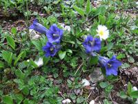 Hier blüht auch der Enzian