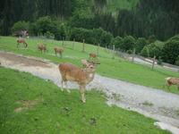 Wildpark Aurach