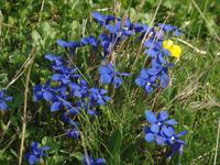 Blumen auf dem Nebelhorn