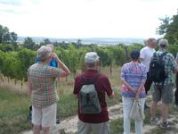 DSCN1414  Blick auf die Weinberge