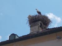 DSCN1433   Störche in Rust