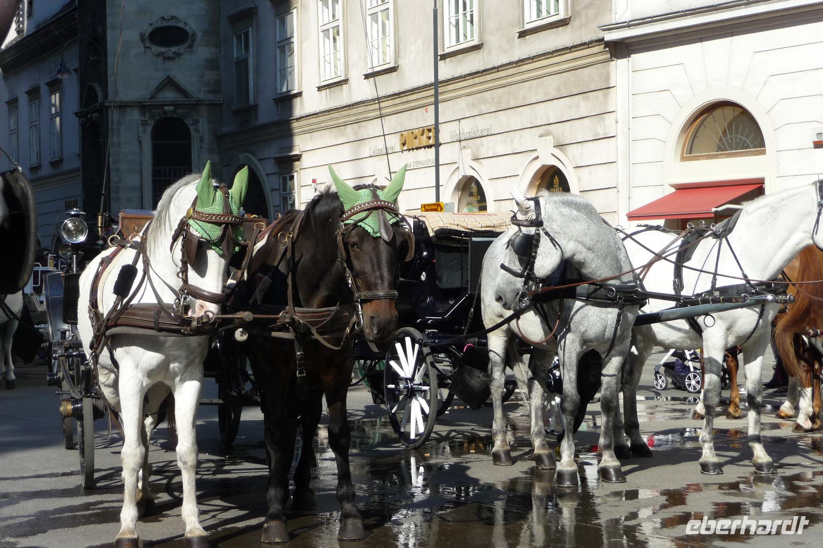 Fiakerpferde warten auf ihren Einsatz