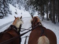 Schlittenfahrt in Filzmoos