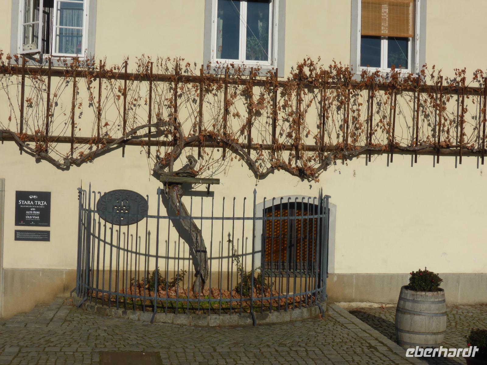 Maribor - Stara Trta - älteste austreibende Weinrebe