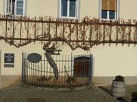 Maribor - Stara Trta - älteste austreibende Weinrebe