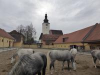 Piber -Lippizanergestüt 