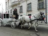 Die Fiaker gehören zu Wien