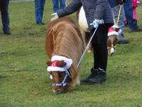 Pferdeweihung in Fladnitz an der Teichalm