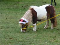 Pferdeweihung in Fladnitz an der Teichalm