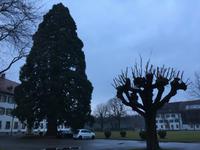 Kloster Mehrerau, Mammutbaum