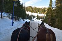 008 Pferdeschlittenfahrt am Katschberg