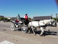 Die Fiaker gehören zu Wien