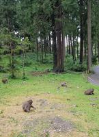 26_Affenberg Landskron