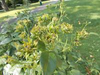 DSCN4049  grüne Rose