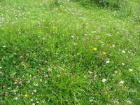 Blumenwiese an der Grundalm