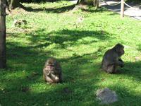 Affen bei der Fütterung