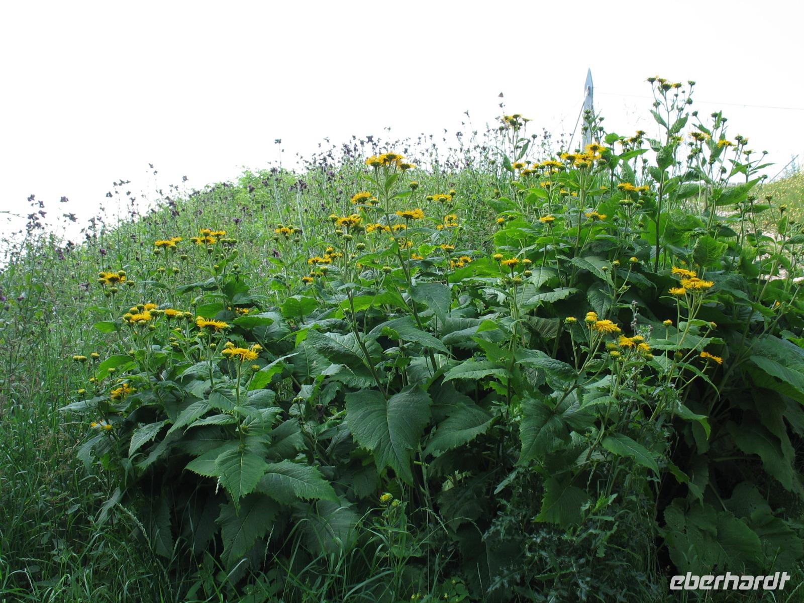Blumenwiese an der Villacher Alpenstraße