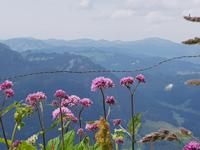 Wanderweg vom Fellhorn zur Kanzelwand