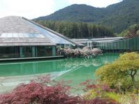 DSCN4307 die Stiere kommen.....