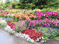 Inselführung auf der Mainau