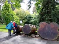 Inselführung auf der Mainau