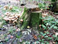 Schloss Neuschwanstein, unser Weg zum Parkplatz
