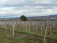 Fahrt durch die Thermenregion