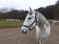 Piber - Lipizzanergestüt 