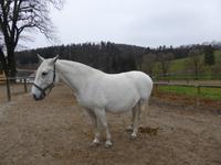 Piber - Lipizzanergestüt 