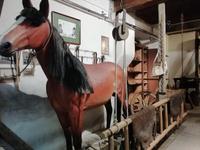 Im Heimatmuseum Traiskirchen