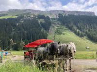 Unsere Kutsche mit dem Hohen Ifen im Hintergrund