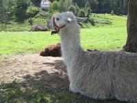 Alpaka auf der Radtour