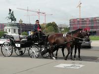 Die Fiaker gehören zu Wien