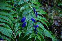 Krimmler Wasserfälle