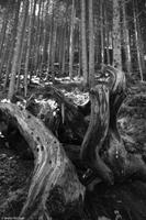 Krimmler Wasserfälle