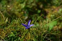 Kitzbühel - Hahnenkamm - Abfahrt 