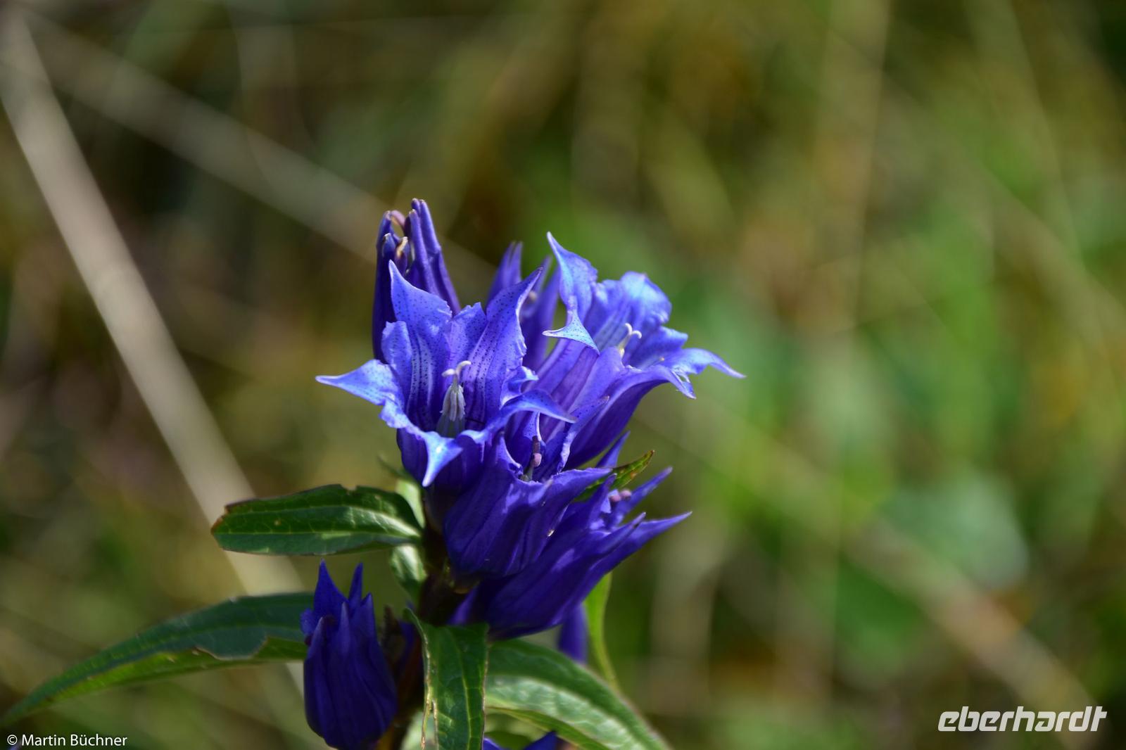Kitzbühel - Hahnenkamm - Abfahrt 
