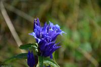 Kitzbühel - Hahnenkamm - Abfahrt 