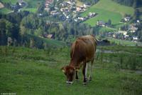 Kitzbühel - Hahnenkamm - Abfahrt 