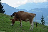 Kitzbühel - Hahnenkamm - Abfahrt 