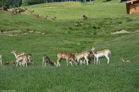 Wildpark Aurach - Damwild