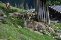 Wildpark Aurach - Damwild