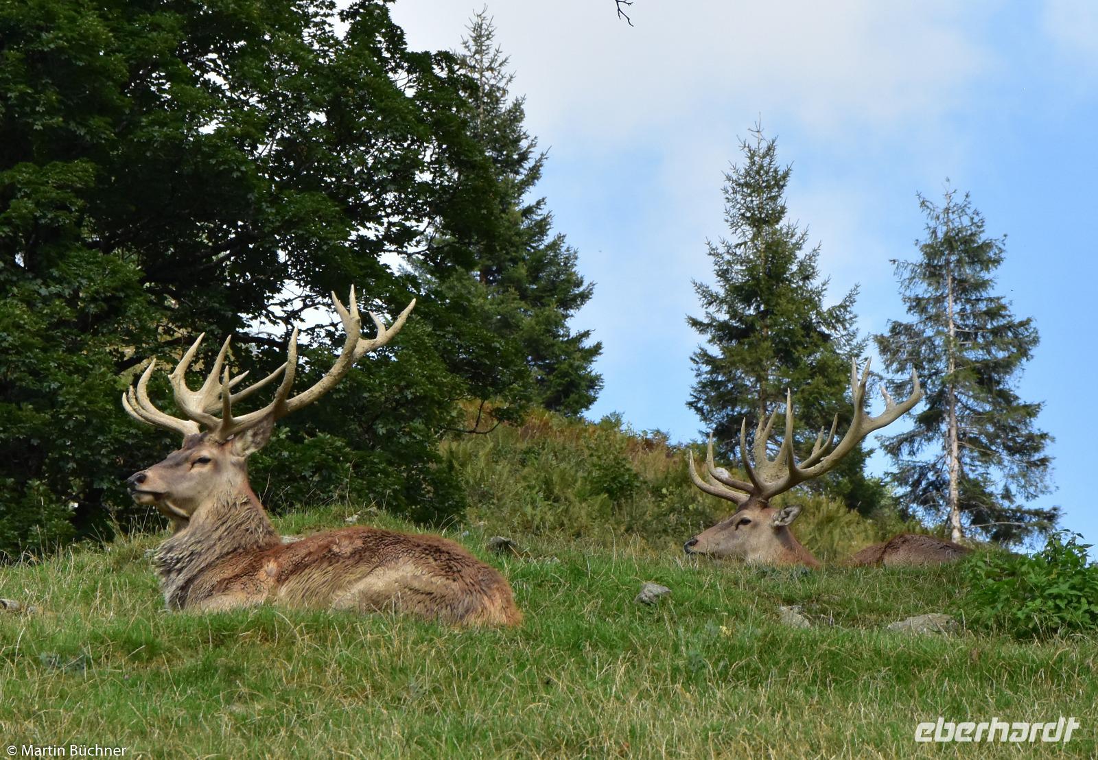 Wildpark Aurach - Rotwild