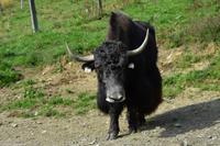 Wildpark Aurach - Himalaya Yak