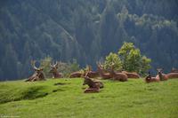 Wildpark Aurach - Rotwild